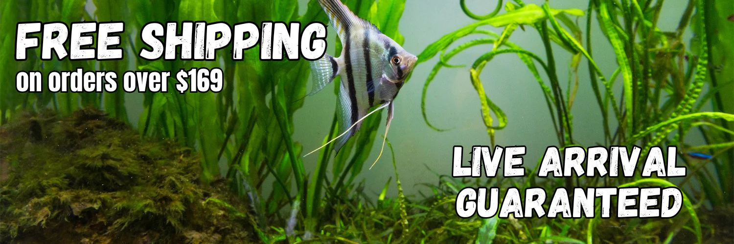 Vibrant Life for Your Aquarium