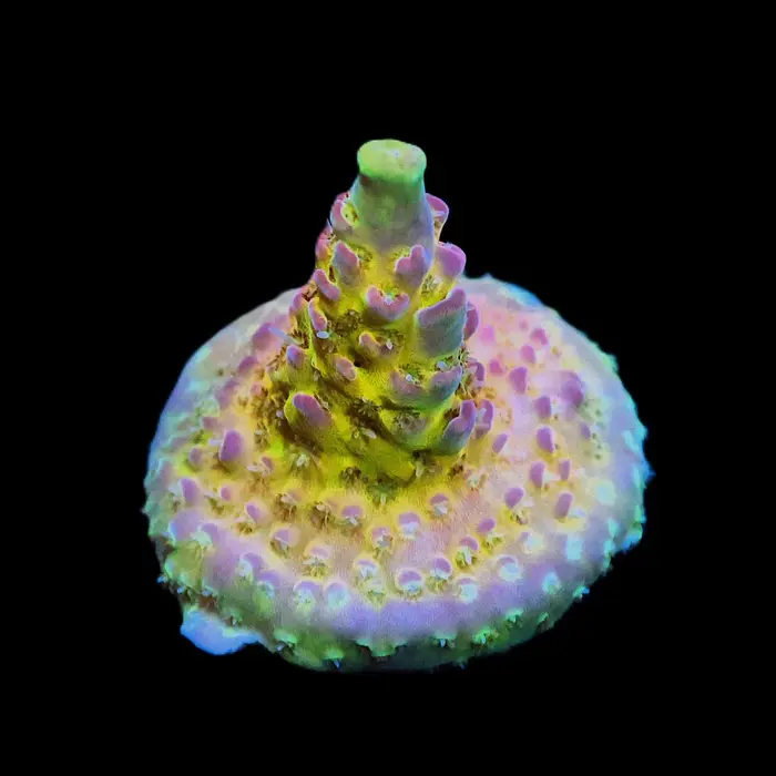 New Coral & Anemone Arrivals