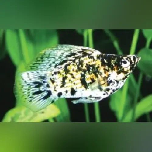 Best Selling Products