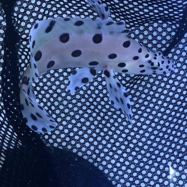 Panther Grouper - Image 3