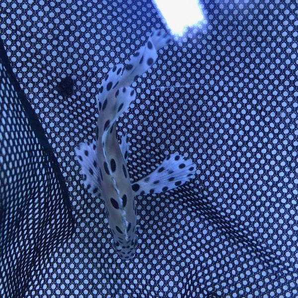 Panther Grouper - Image 4