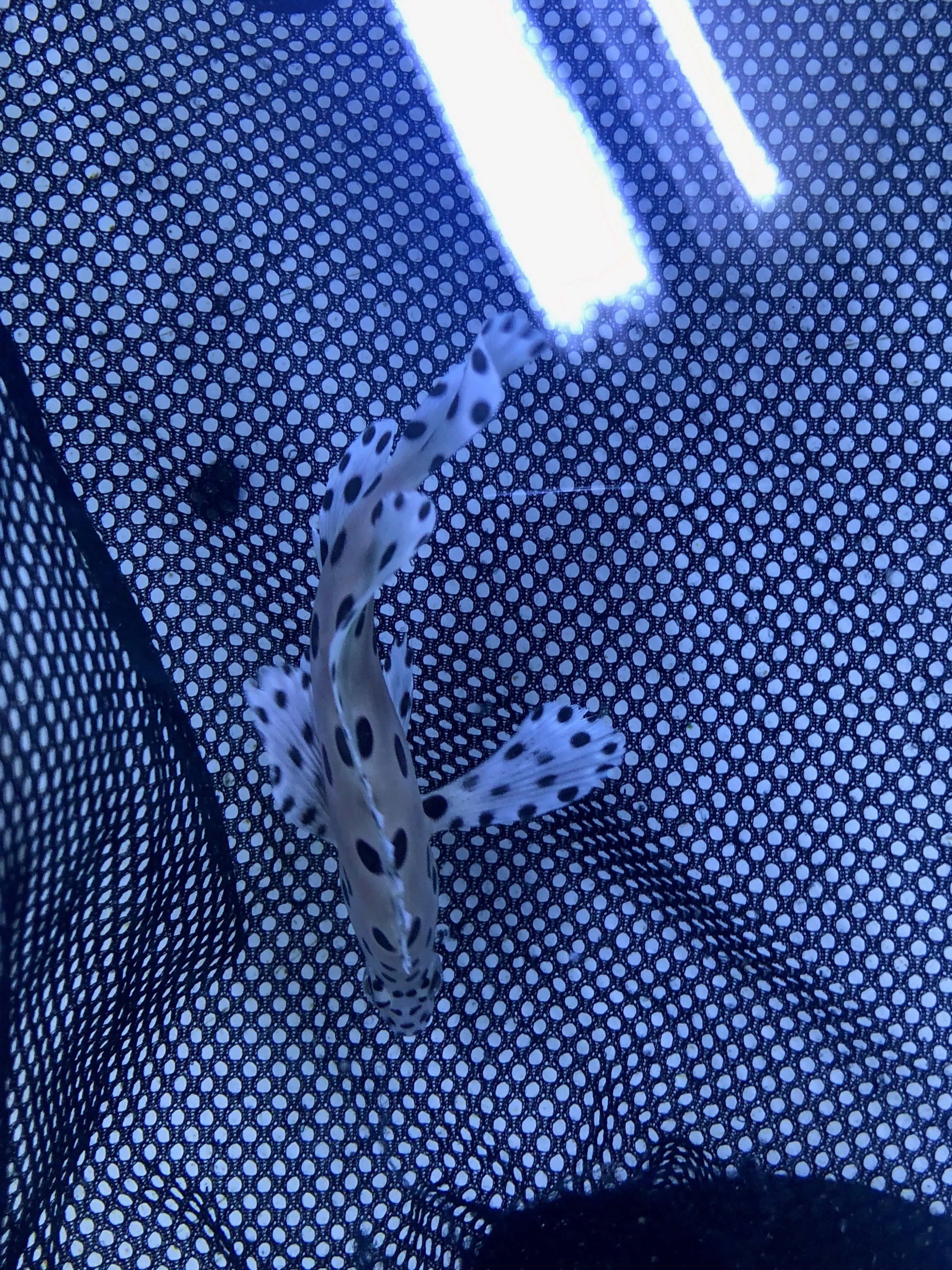 Panther Grouper - Image 5