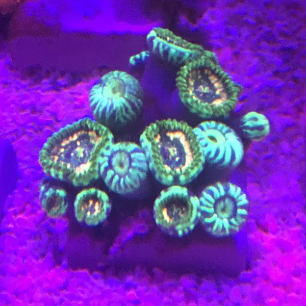 Zoanthid Frag - Image 3