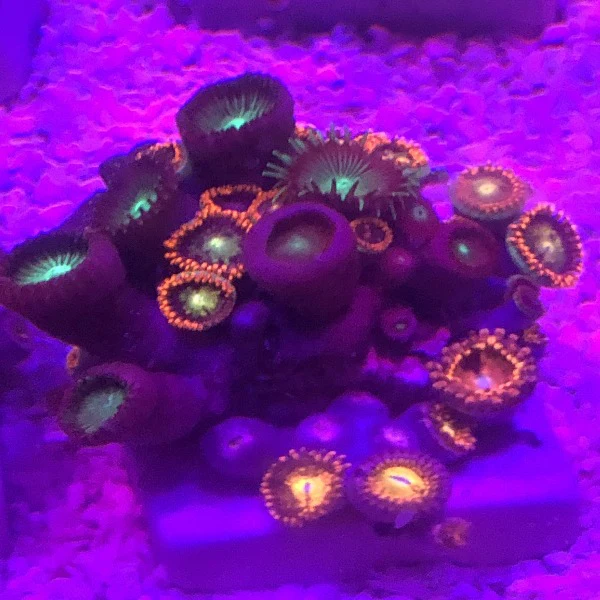 Zoanthid Frag - Image 5